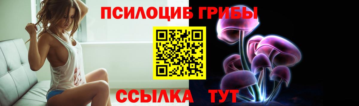 Псилоцибиновые грибы Psilocybe Тобольск